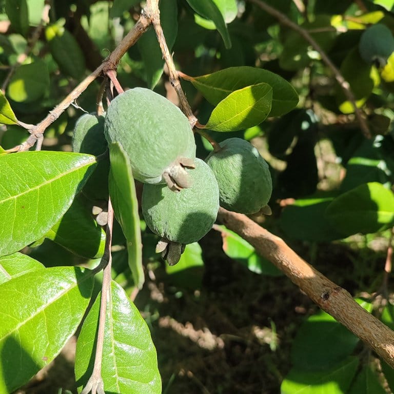 Guayabo en árbol