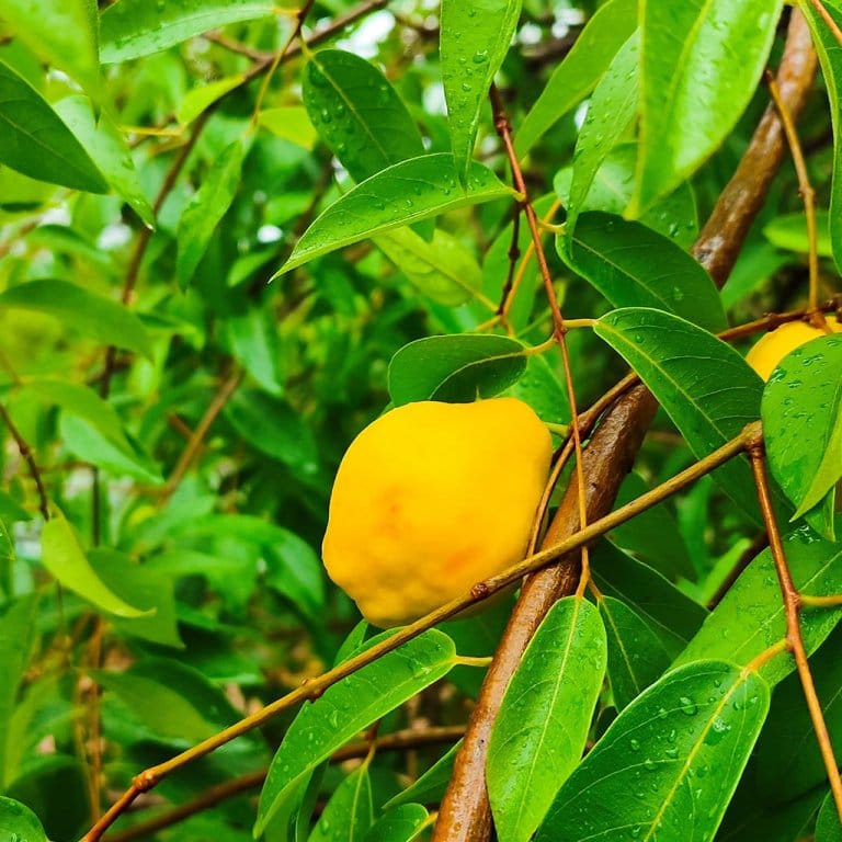 Ubajay en su árbol